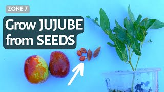 How to Grow Chinese jujube from seeds Fast Sprout germinate Jujube from Seeds Chinese Dates [upl. by Chrisoula]