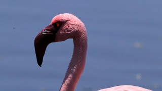 Lesser Flamingos Preening and Feeding on the Coast  Namibia [upl. by Rehsu778]