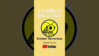 コオロギテラリウム 好き過ぎて歌も作っちゃったでね♪🦗🦗🦗 コオロギ ヨーロッパイエコオロギ [upl. by Daughtry225]