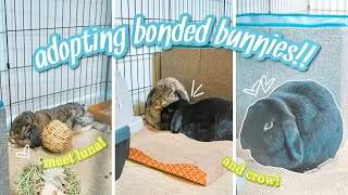 BUNNY ADOPTION VLOG amp HAUL 🐰💗 [upl. by Aniat662]