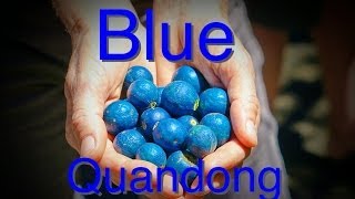 Blue Quandong Tree  Wins the fast growth race [upl. by Sldney]