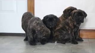 English Mastiff Puppies For Sale [upl. by Sitoiyanap]