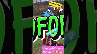 NUR EINE ÜBUNG für Fremdhundebegegnungen und anderer Ablenkung für deinen Hund 🐶👍 hundetraining [upl. by Ike]