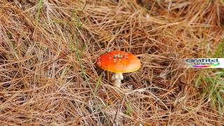 Hongos venenosos  Amanita muscaria [upl. by Teddie]