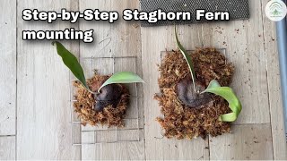 Mounting Platycerium Staghorn Fern Step by step [upl. by Akim141]