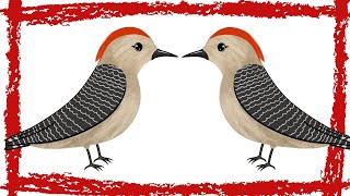 10 Minutes Red Bellied Woodpecker CallSounds [upl. by Euqitsym]