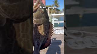 Thanksgiving day black grouper [upl. by Eetsud898]