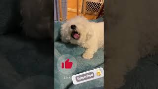 28 month old Winter Bichon enjoying a treatbichon bichonlove cutepet bichonfrise adorable [upl. by Sherl16]