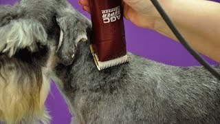 Grooming Guide  Clipped Miniature Schnauzer Pet Trim  Pro Groomer [upl. by Dieterich]