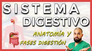 Anatomía del SISTEMA DIGESTIVO Repaso general [upl. by Huai]