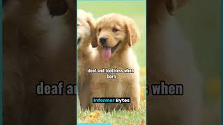 10 Cool Facts About Dogs part1 ytshorts [upl. by Etyak]