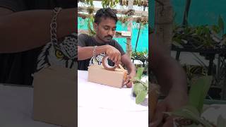 Tolumnia orchid packaging plants video shorts trending viralvideo youtubeshorts subscribe [upl. by Graham]