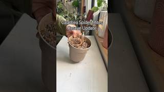 Calathea Rescue shorts plants propagation indoorplants houseplants garden plantcare diy [upl. by Ayotahc451]