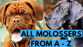 All Molosser Dog Breeds List from A to Z [upl. by Stimson89]