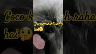 trending yt viral funny coco hamerebedper [upl. by Malloy655]