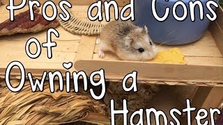 Pros and Cons of Owning a Hamster [upl. by Osner]