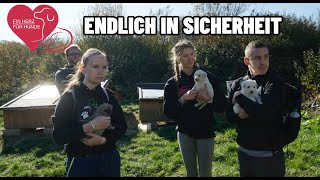 EIN HERZ FÜR HUNDE  WIR RETTEN HUNDE BABYS [upl. by Tsnre510]