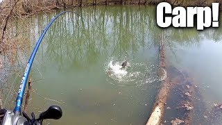 Sight Fishing For Carp With Bread  How To Catch Carp The Easy Way [upl. by Knutson]