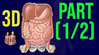 3D Abdomen Pelvis Organs  Quick Revision🔥  Part 1  Anatomy Decoded [upl. by Colley677]