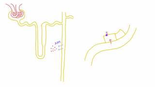 Concentrating the Medulla  The Role of the Loop of Henle [upl. by Gwyn]