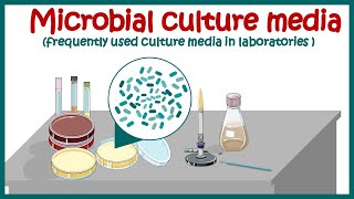 Bacterial culture media classification and types of bacterial media  enriched amp differential media [upl. by Pernas575]