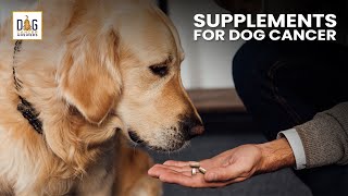 Supplements for Dogs with Cancer  Dr Demian Dressler Deep Dive [upl. by Winnie290]