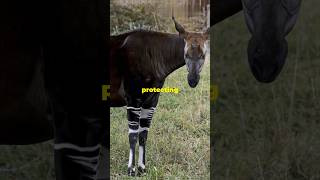 Secrets of the Okapi Forestyoutubeshorts shortvideo shortfeed shorts shortsviral [upl. by Asaeret]