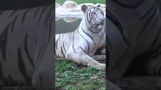 Gwalior Zoo White Tiger whitetiger [upl. by Esiocnarf]