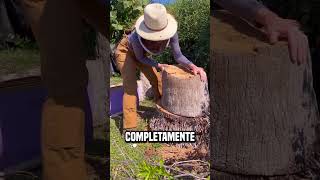 esta chica encontró una colmena de abejas dentro de un árbol😮 shortsvideo [upl. by Dick]