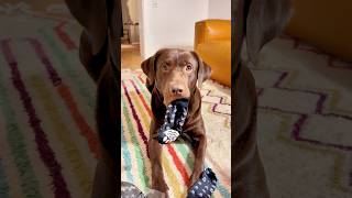 Mein Hund TESTET Stoppersocken 🤣🐶 samlabrador [upl. by Noraj]