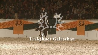 Trakehner Galaschau  51 Trakehner Hengstmarkt [upl. by Maria]