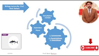 Superclass Pisces Cyclostomata Chondrichthyes Osteichthyes [upl. by Admama]