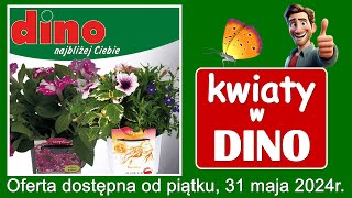 𝐃𝐈𝐍𝐎 🦖 Nowa Oferta od Piątku 31052024  Kwiaciarnia Dino  Kupujesz  Zyskujesz [upl. by Harutak370]