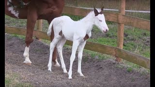 After This Baby Horse Was Born Her Owners Took One Look And Realized How Incredibly Rare She Is [upl. by Avalsorim]