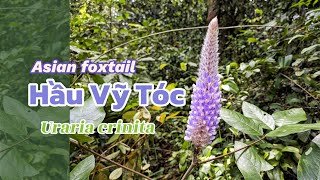 Hầu Vỹ Tóc Uraria crinita  từ Rừng sâu đến Vườn nhà [upl. by Avrenim]