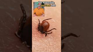 Faites attention aux tiques acarien animaux maladie lyme insectes [upl. by Almallah]