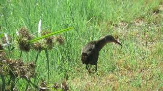 Virginia Rail [upl. by Annairt]