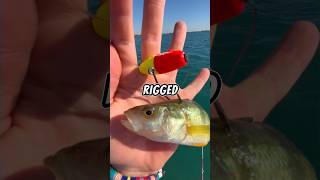 Fishing with LIVE BAIT 🐟🎣 fishing fish livebait [upl. by Isidoro]