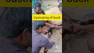 The castrating of buck shortsvideotrendinudaycsc5229VillageCookingChannelvipinyadav17 [upl. by Eillehs993]