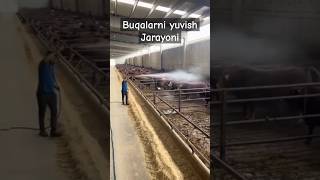 YUVINMOQDAbuqa buqaboqish buqalar mol qoy cow qoybozor molbozor hokiz мол моллар tiktok [upl. by Ecyned]