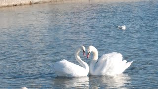 Jerzy Połomski Co mówi wiatr Jezioro Łabędzie Swan Lake [upl. by Llenram]