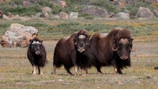 Wild Greenland  home of musk oxen and arctic char [upl. by Anircam967]