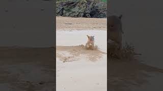 Padstow beach dog 🐕 [upl. by Asikal]