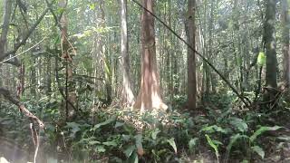 myristica swamps kerala western ghuts forest [upl. by Gamali182]