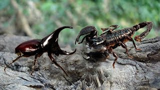 Scorpion vs beetle  Who will be the winner  Scorpion hunting beetle [upl. by Sandro]