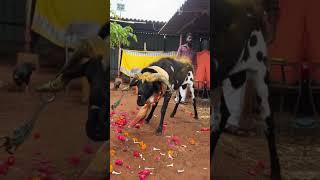 trending trend sheepfarm trendingshorts karnataka [upl. by Adnof]