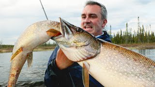 CE POISSON CANNIBALE DÉVORE MA PRISE  Cyril Chauquet [upl. by Orofselet]