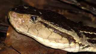 Ferdelance  Terciopelo Bothrops asper [upl. by Enelym]