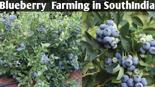 Blueberry Fruiting in Bengaluru Update ll grow and eat healthy Blueberries [upl. by Assetan429]