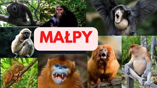 Małpy Małpokształtne szympans pawian goryl gibon  orangutan makak wyjec czarny siamang [upl. by Leinto]